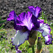 Iris 'Art Deco' (6)