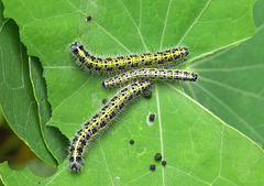 Caterpillar poo