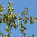 Sidarbaum (Ziziphus spina-christi)