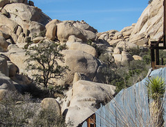 Joshua Tree NP Wall Street Mill 2306-2