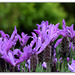 Lavande papillon-Lavandula stoechas (5)