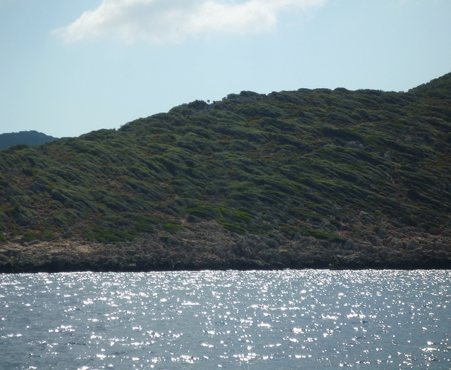 striated vegetation