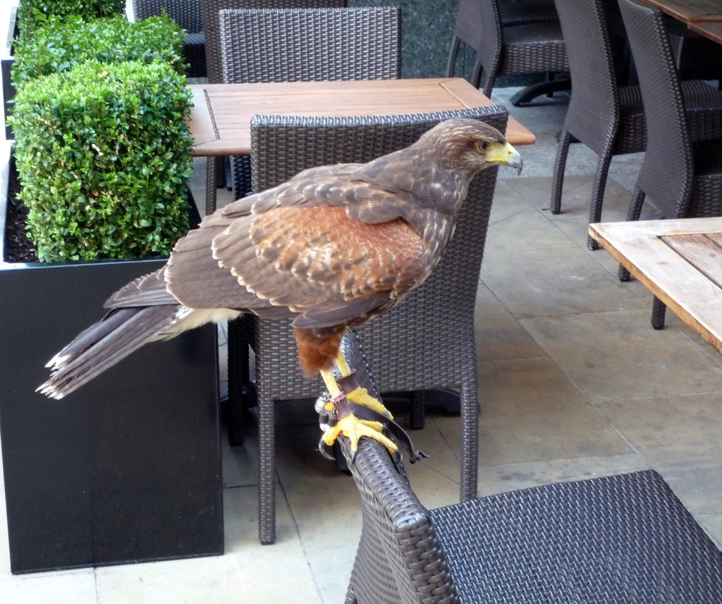 Harris Hawk