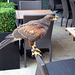 Harris Hawk