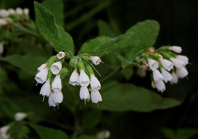 Symphytum orientale