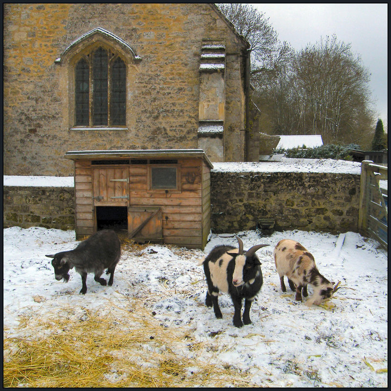 one two three...  goats in the snow