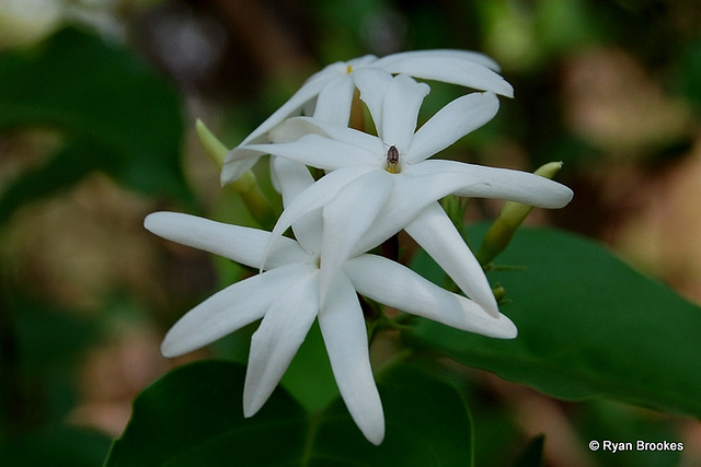 20070321-0108 Jasminum malabaricum Wight