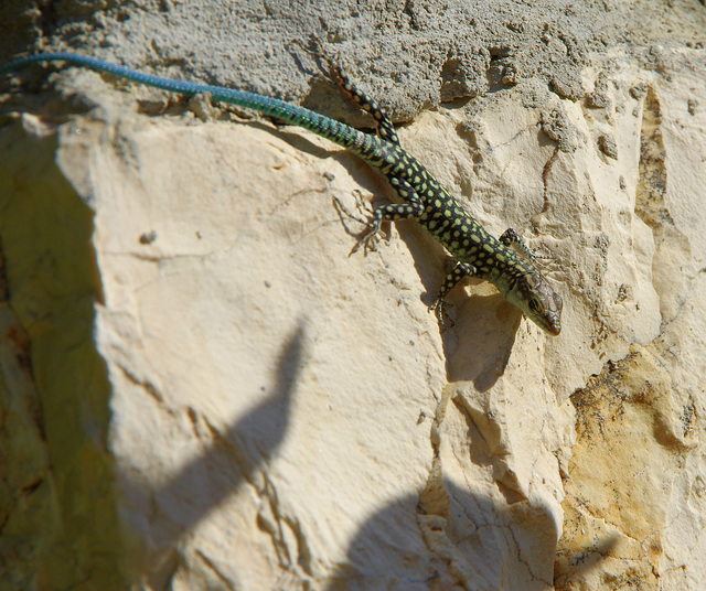 blue-tailed skink