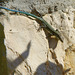blue-tailed skink