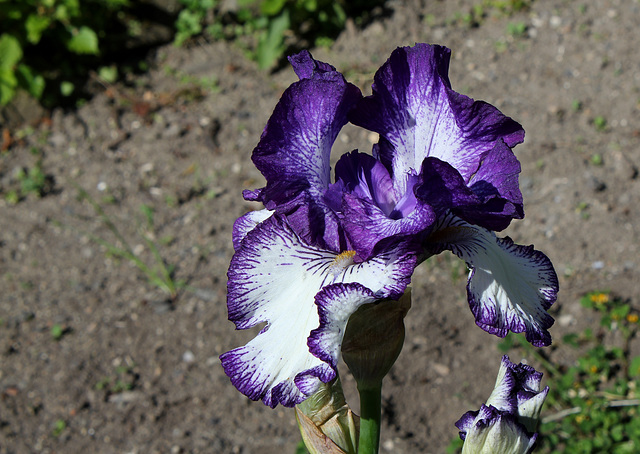 Iris 'Art Deco' (7)