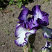 Iris 'Art Deco' (7)