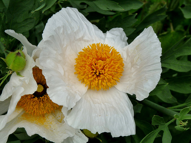 White Poppy