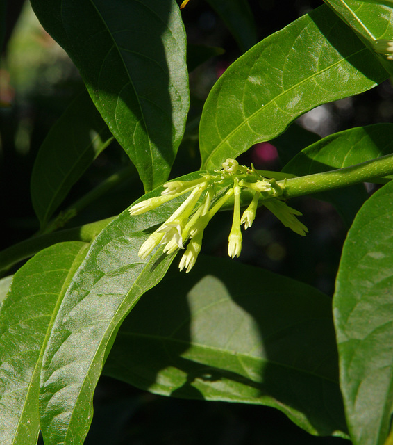 Night-blooming Jessamine