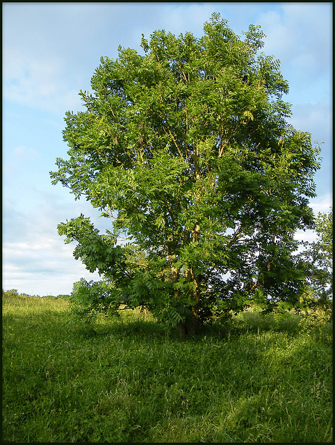 ash tree?