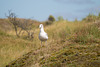 Möwe auf Baltrum DSC01893