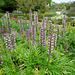 Acanthus spinosus