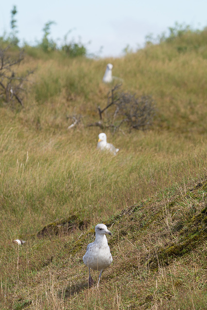 Möwen auf Baltrum DSC01897