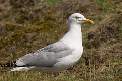 Möwe auf Baltrum DSC01903