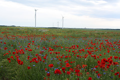 photo prise dans la région d'Issoudun