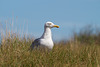 Möwe auf Baltrum DSC01923