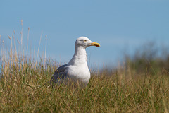 Möwe auf Baltrum DSC01923