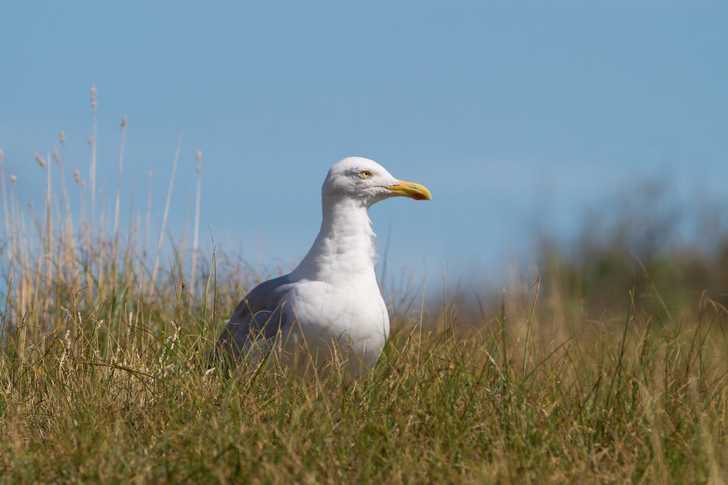 Möwe auf Baltrum DSC01923