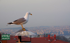 gull, waiting