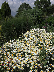 Ox-eye daisies