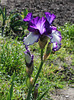 Iris 'Art Deco'