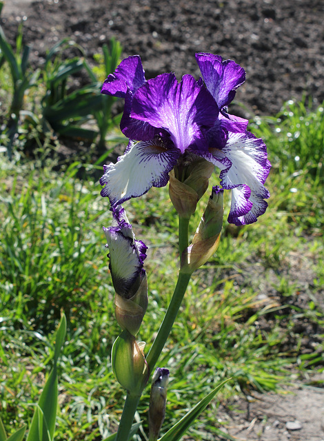 Iris 'Art Deco'