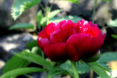 Pivoine