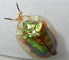 golden tortoise beetle5