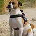Jack Russell Terrier Rico DSC01998