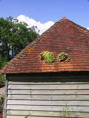 Sempervivums on the roof