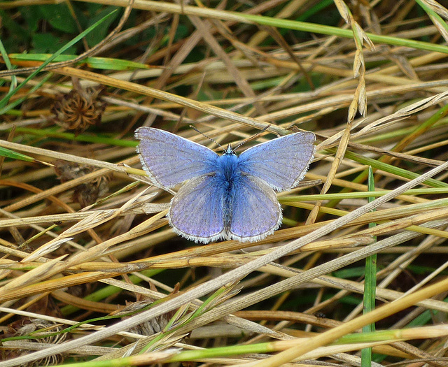 Common Blue