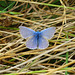 Common Blue