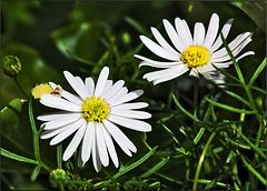 Gänseblümchen