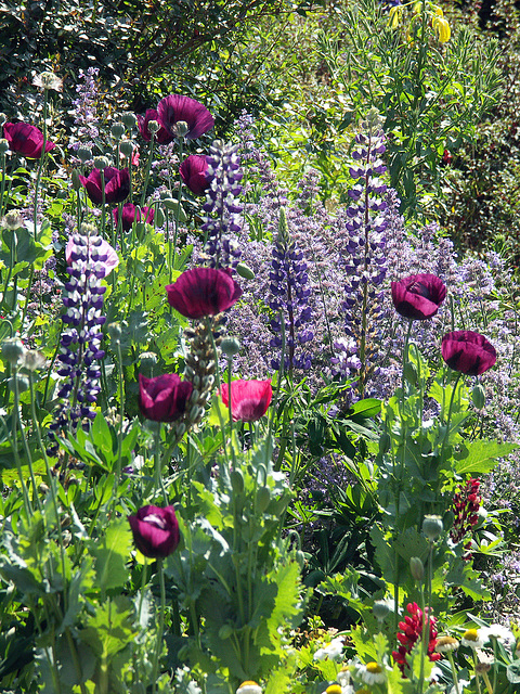Lupins and poppies