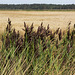 Pines, Wheat, Reeds