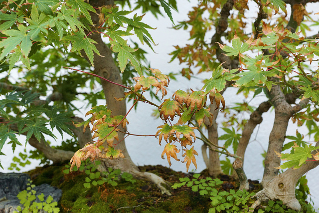 Bonsai Japanese Maple – Botanical Garden, Montréal, Québec