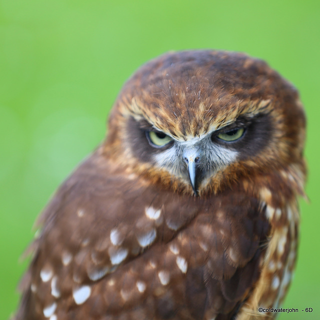 Little Owl