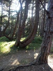 Leaning Pines