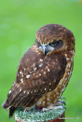 Little Owl