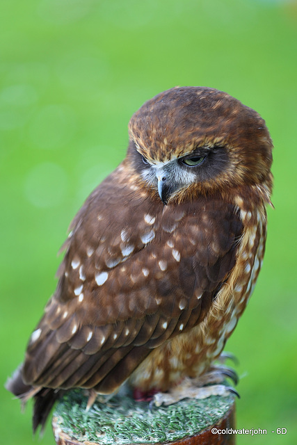 Little Owl