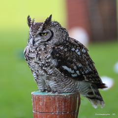 Eagle Owl