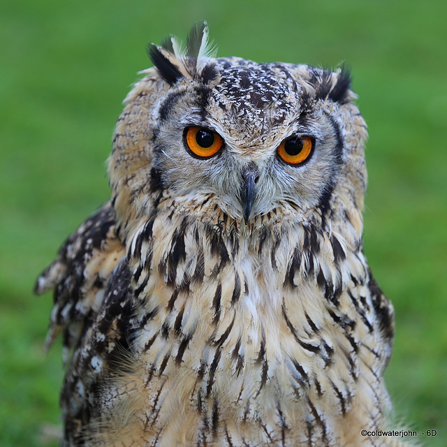 Eagle Owl