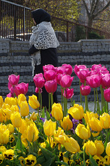 Tulips in the Park