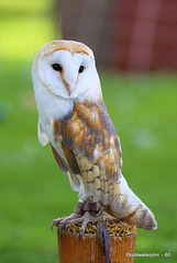 Barn Owl