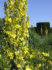 Mullein, Day Lilies
