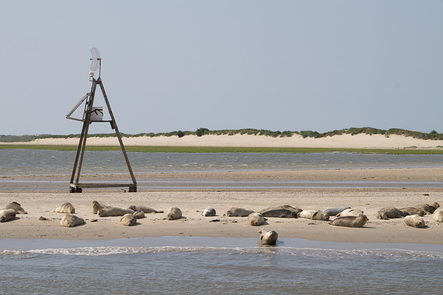 Seehunde Norderney DSC02198.jpg